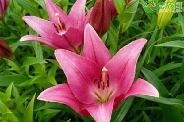 百合花什么時(shí)候施肥？怎么施肥？用什么施肥？-圖片版權(quán)歸惠農(nóng)網(wǎng)所有