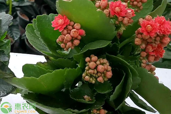 长寿花怎么施肥？用什么肥料好？-图片版权归惠农网所有