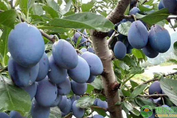 南方西梅種植方法與管理-圖片版權(quán)歸惠農(nóng)網(wǎng)所有