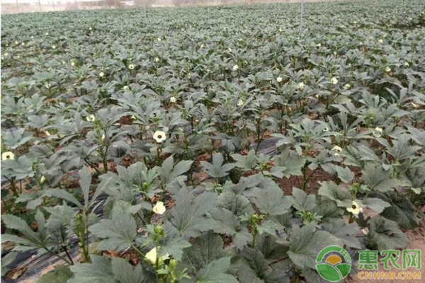 黃秋葵什么時(shí)間種植最好？-圖片版權(quán)歸惠農(nóng)網(wǎng)所有