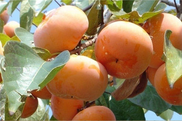 脆柿几月份成熟上市？