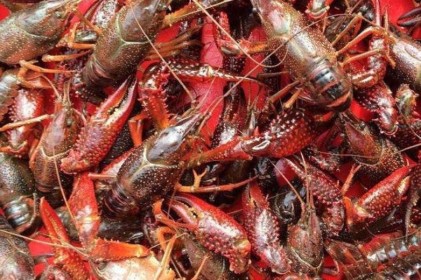 小龙虾很脏是误解！野生小龙虾和养殖小龙虾有什么区别？