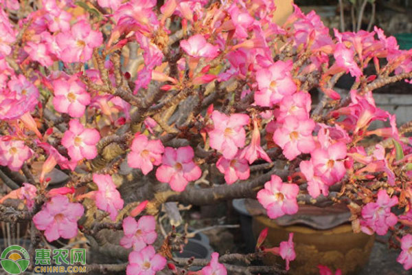 沙漠玫瑰用什么土栽培最好？-圖片版權(quán)歸惠農(nóng)網(wǎng)所有
