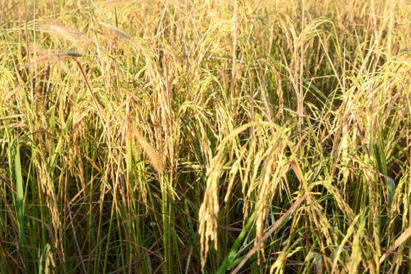 2024年一斤稻谷多少钱？