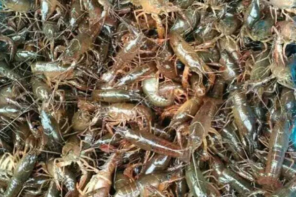 建议一次食用小龙虾不超10只，如何科学食用小龙虾？