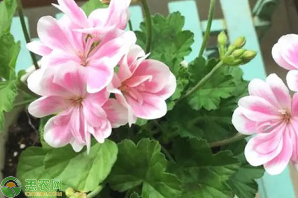 天竺葵怎么養(yǎng)才能爆盆？-圖片版權(quán)歸惠農(nóng)網(wǎng)所有