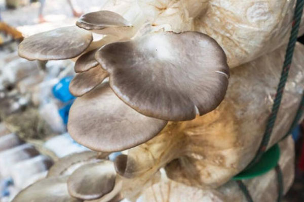 蘑菇种植投资与利润