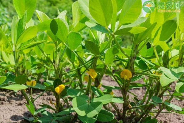 怎樣種植花生？-圖片版權(quán)歸惠農(nóng)網(wǎng)所有