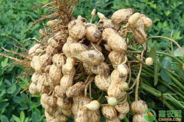 怎樣種植花生？-圖片版權(quán)歸惠農(nóng)網(wǎng)所有