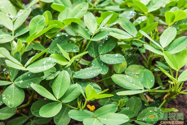 種花生需要泡種子嗎？-圖片版權(quán)歸惠農(nóng)網(wǎng)所有