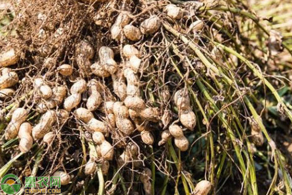 怎樣種植花生？-圖片版權(quán)歸惠農(nóng)網(wǎng)所有