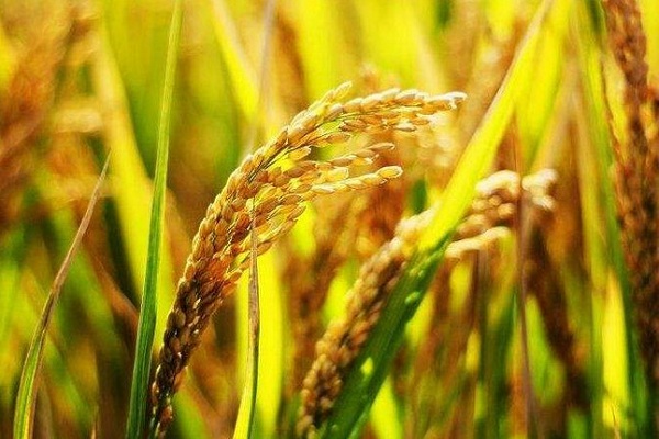 米质好产量高的水稻好品种是哪些？