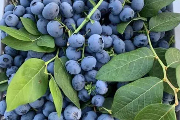 塞尔维亚的蓝莓要来了！塞尔维亚还有哪些出名的特产？