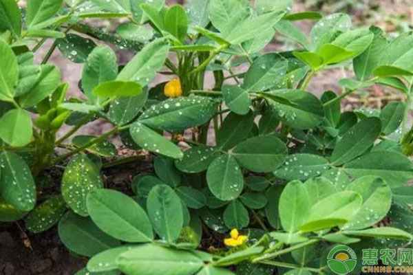 花生怎么种植才能高产？-图片版权归惠农网所有