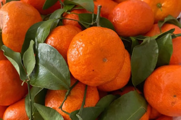广西砂糖橘几月份成熟上市？