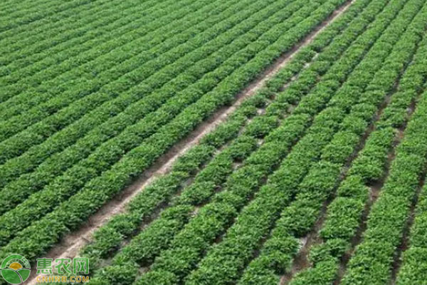 花生怎么种植才能高产？-图片版权归惠农网所有