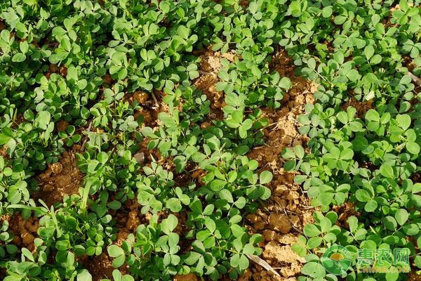 花生種植時間和生長期-圖片版權(quán)歸惠農(nóng)網(wǎng)所有
