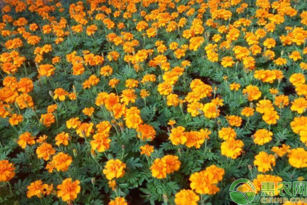 孔雀草什么时候种植最好？-图片版权归惠农网所有
