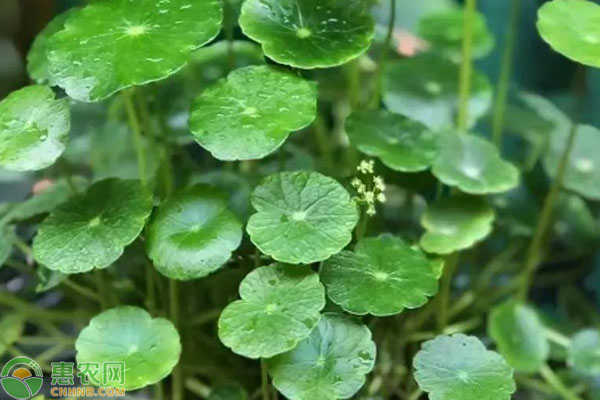 銅錢草土養(yǎng)怎么養(yǎng)爆盆？-圖片版權(quán)歸惠農(nóng)網(wǎng)所有