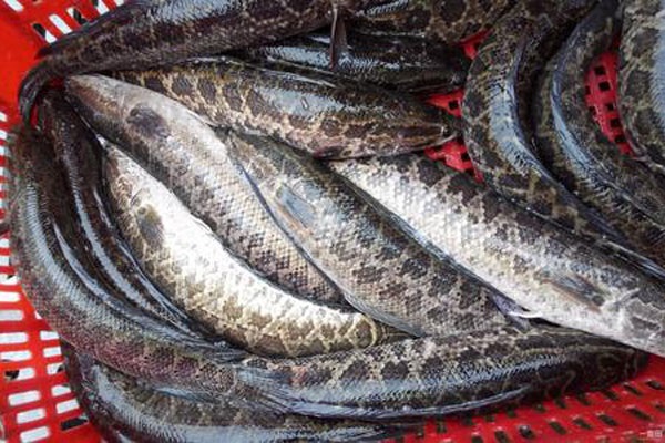 养殖黑鱼亩产利润多少？