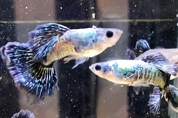 什么鱼繁殖最快最好养？