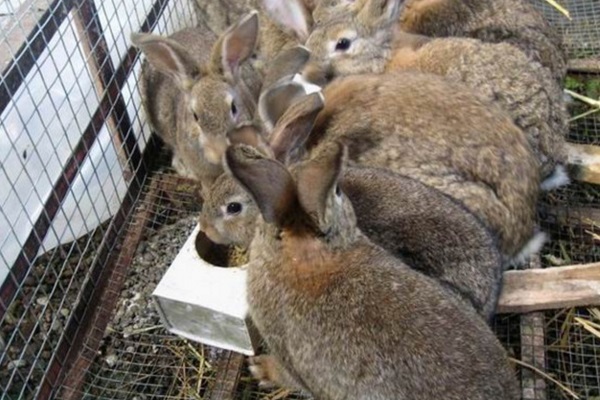 肉兔养殖哪些品种好？