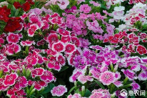 石竹花怎么養(yǎng)爆盆？-圖片版權(quán)歸惠農(nóng)網(wǎng)所有
