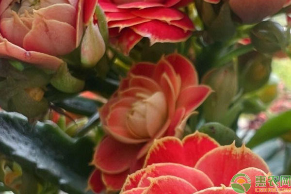 長(zhǎng)壽花怎么養(yǎng)才茂盛爆盆？-圖片版權(quán)歸惠農(nóng)網(wǎng)所有