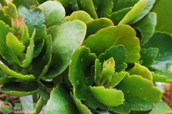 長(zhǎng)壽花怎么養(yǎng)才茂盛爆盆？-圖片版權(quán)歸惠農(nóng)網(wǎng)所有