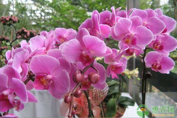 怎么養(yǎng)蝴蝶蘭才能讓它爆盆？-圖片版權(quán)歸惠農(nóng)網(wǎng)所有