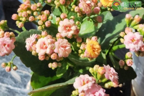 長(zhǎng)壽花怎么養(yǎng)才茂盛爆盆？-圖片版權(quán)歸惠農(nóng)網(wǎng)所有