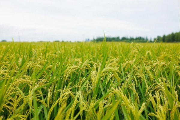 种植一亩水稻的成本和利润