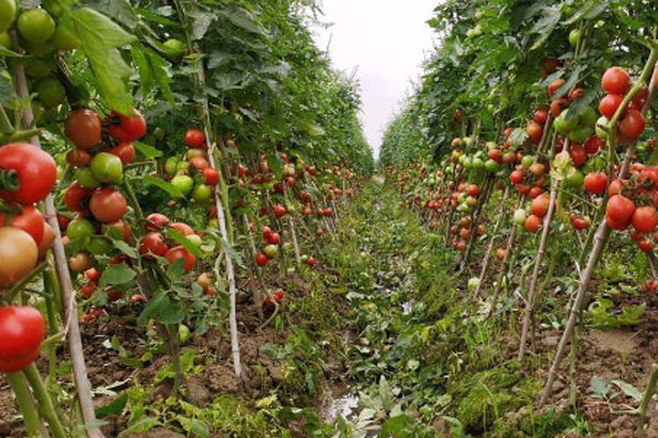 番茄和什么一起种植最好？