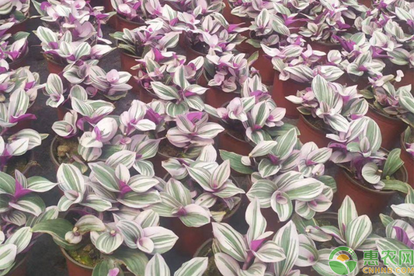 油畫花怎么養(yǎng)爆盆？-圖片版權(quán)歸惠農(nóng)網(wǎng)所有
