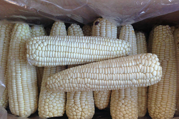 玉米和什么种在一起长得好？