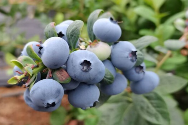 蓝莓苗是大苗还是小苗好？