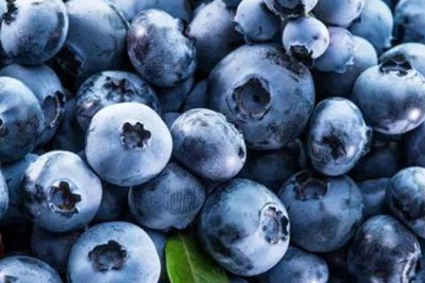 蓝莓哪里产的最好？
