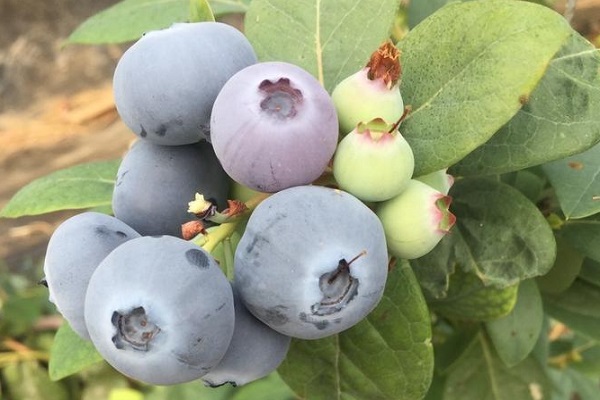 1702蓝莓苗卖的价格是多少？