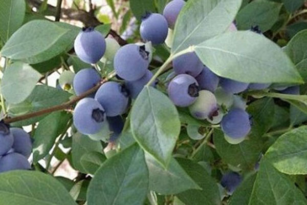 三年的蓝莓苗多少钱一棵？