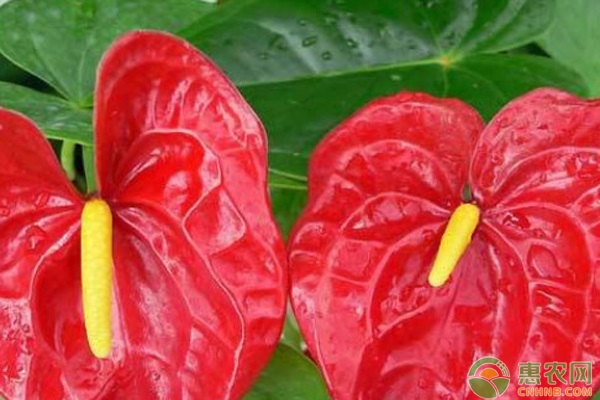 紅掌怎么養(yǎng)才能更旺盛開花？-圖片版權(quán)歸惠農(nóng)網(wǎng)所有