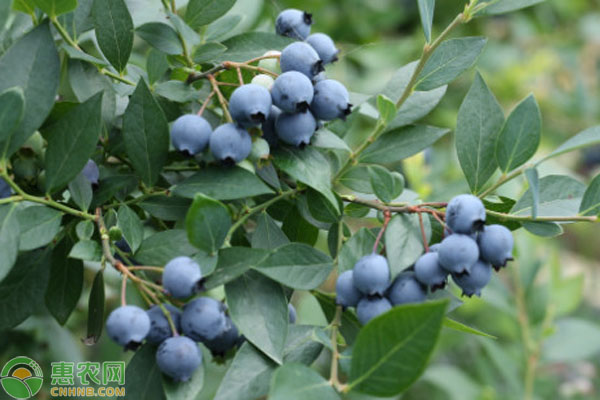 一定要事先配制好栽培用土,调好酸碱性,因为蓝莓是多年生果树,一次