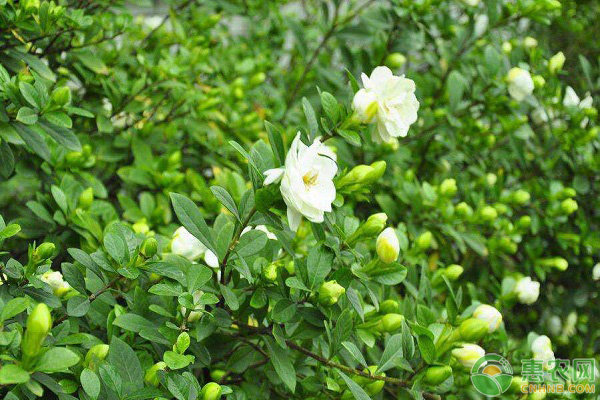 梔子花怎么養(yǎng)才能更旺盛開花？-圖片版權(quán)歸惠農(nóng)網(wǎng)所有