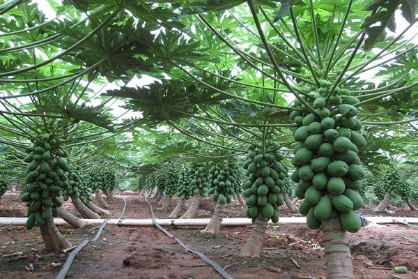 木瓜树生长在我国哪里？