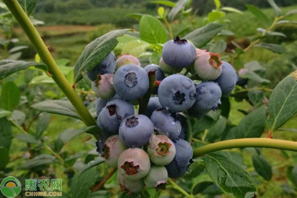 澄江蓝莓是云南省玉溪澄江市的特产