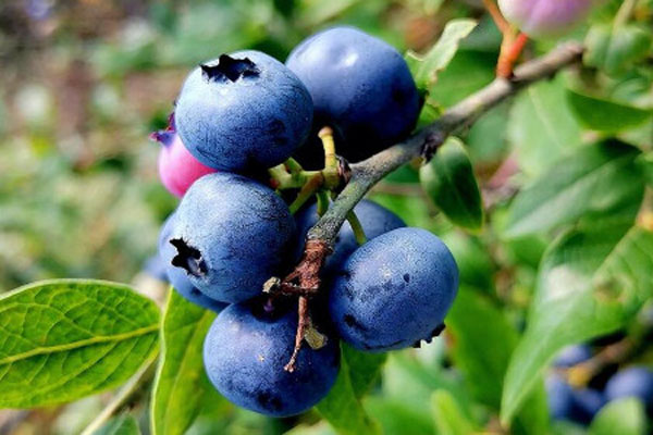 蓝莓苗大概多少钱一棵？