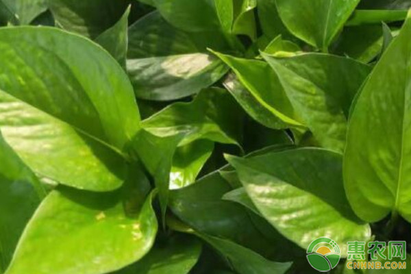 綠蘿怎樣養(yǎng)殖更茂盛更粗壯？-圖片版權(quán)歸惠農(nóng)網(wǎng)所有