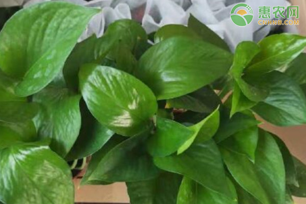 綠蘿怎樣養(yǎng)殖更茂盛更粗壯？-圖片版權(quán)歸惠農(nóng)網(wǎng)所有