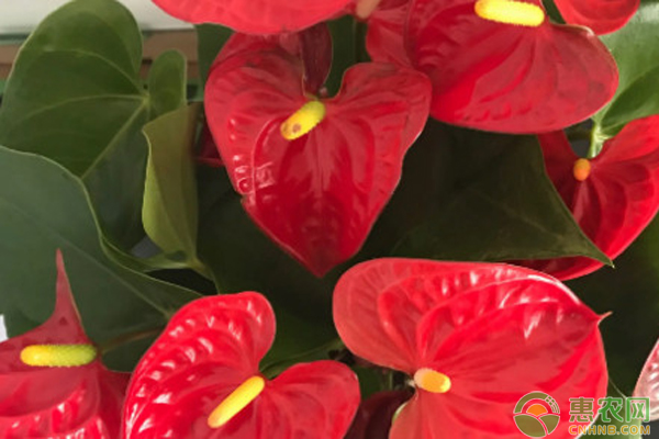 紅掌怎么養(yǎng)才能更旺盛開花？-圖片版權(quán)歸惠農(nóng)網(wǎng)所有