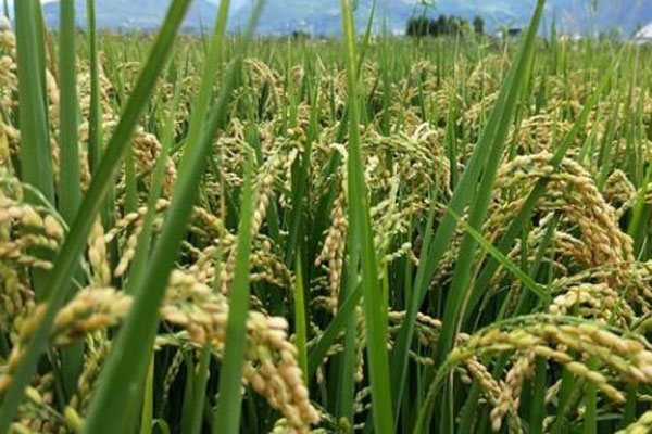 今日水稻价格行情价位多少钱一斤？