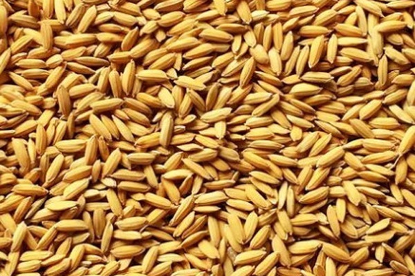 今年杂交稻谷的价格是多少钱1公斤？